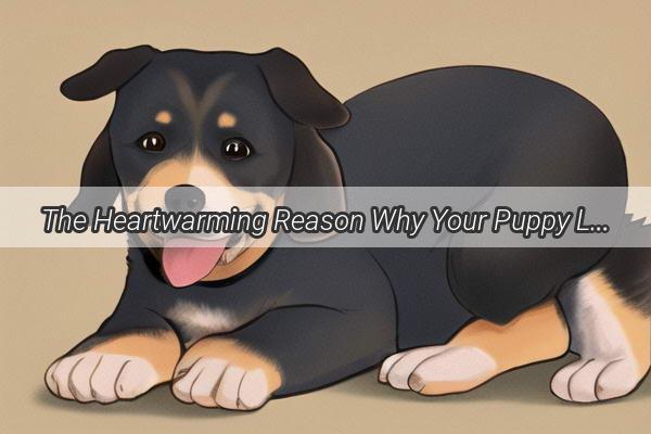 The Heartwarming Reason Why Your Puppy Loves Snuggling on Your Chest